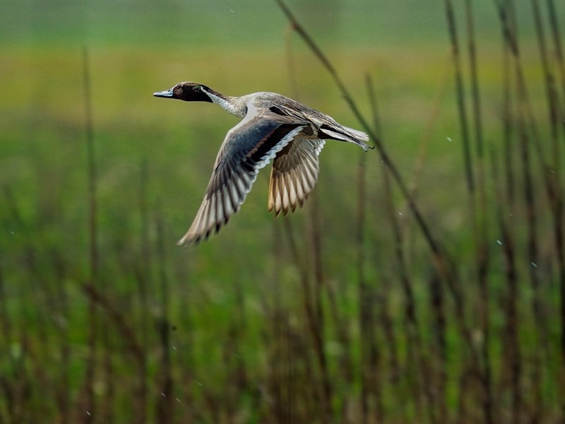 Bird Watching Tour